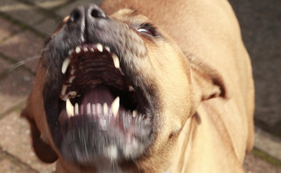 Two vicious pit-bulls attacked another dog and then ran off
