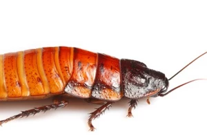 Roach-infested house goes KABOOM in Asbury Park — roaches survive