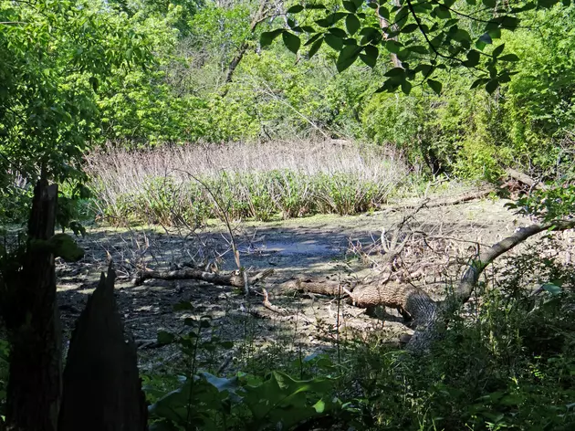 For the birds: Acres of NJ coastal wetlands are being protected