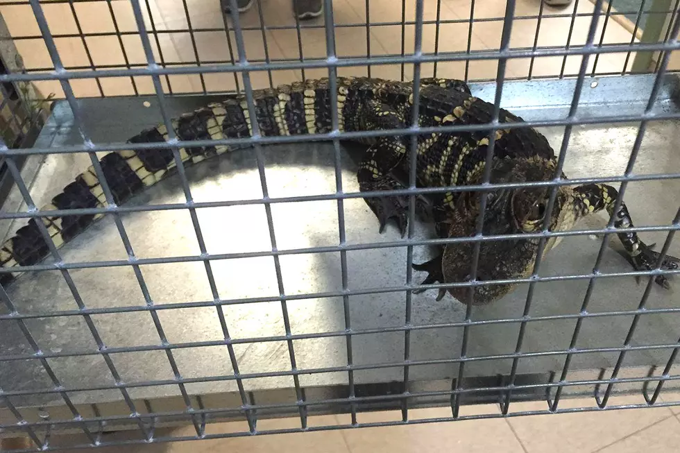Another alligator found in Jackson lake