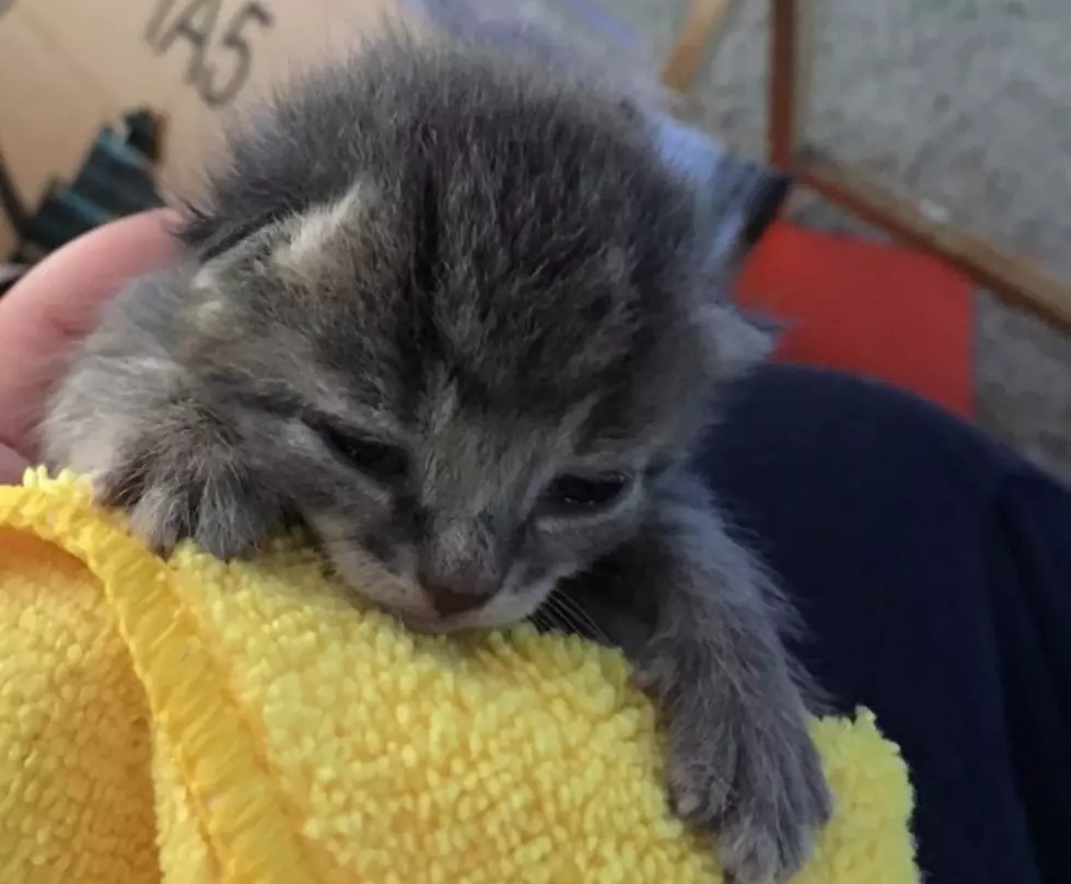 (PHOTOS) Kittens rescued from fire are doing well, but donations are needed