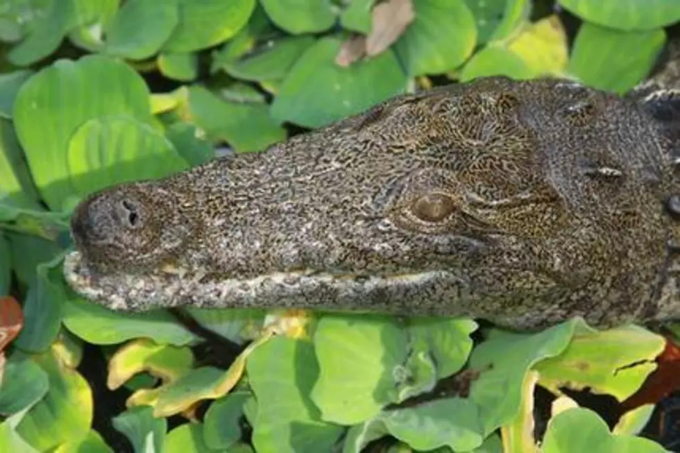 Killer Nile crocodiles in Florida? Experts say it’s possible