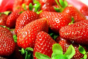 Plump and juicy: 14 of the best pick-your-own strawberry farms...