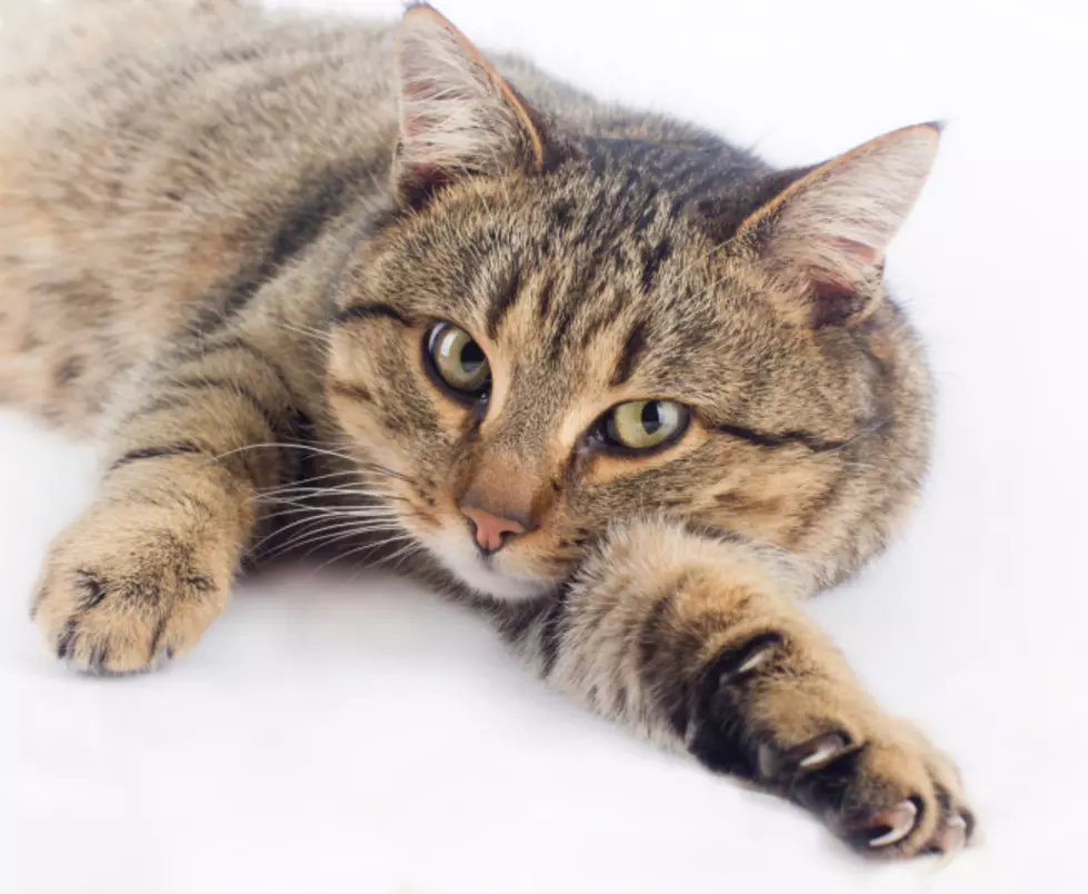 New York could become 1st state to ban declawing of cats