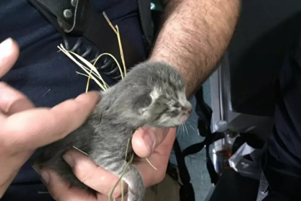 Kittens rescued from building set ablaze for NJ firefighter training