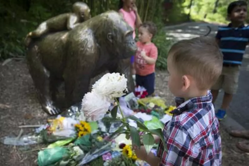 Director: Zoo safe despite shooting of gorilla to save boy