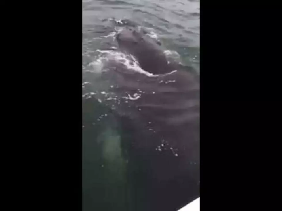 NJ fisherman rescues humpback whale from fishing net