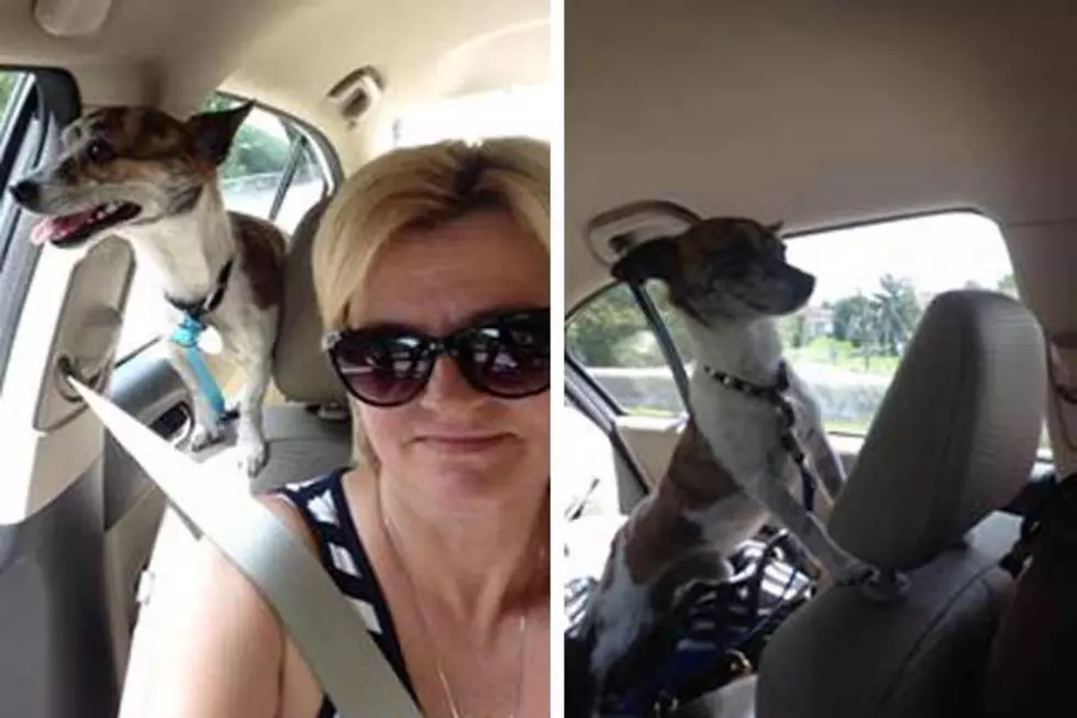 NJ woman reunites family with dog lost at Turnpike rest stop