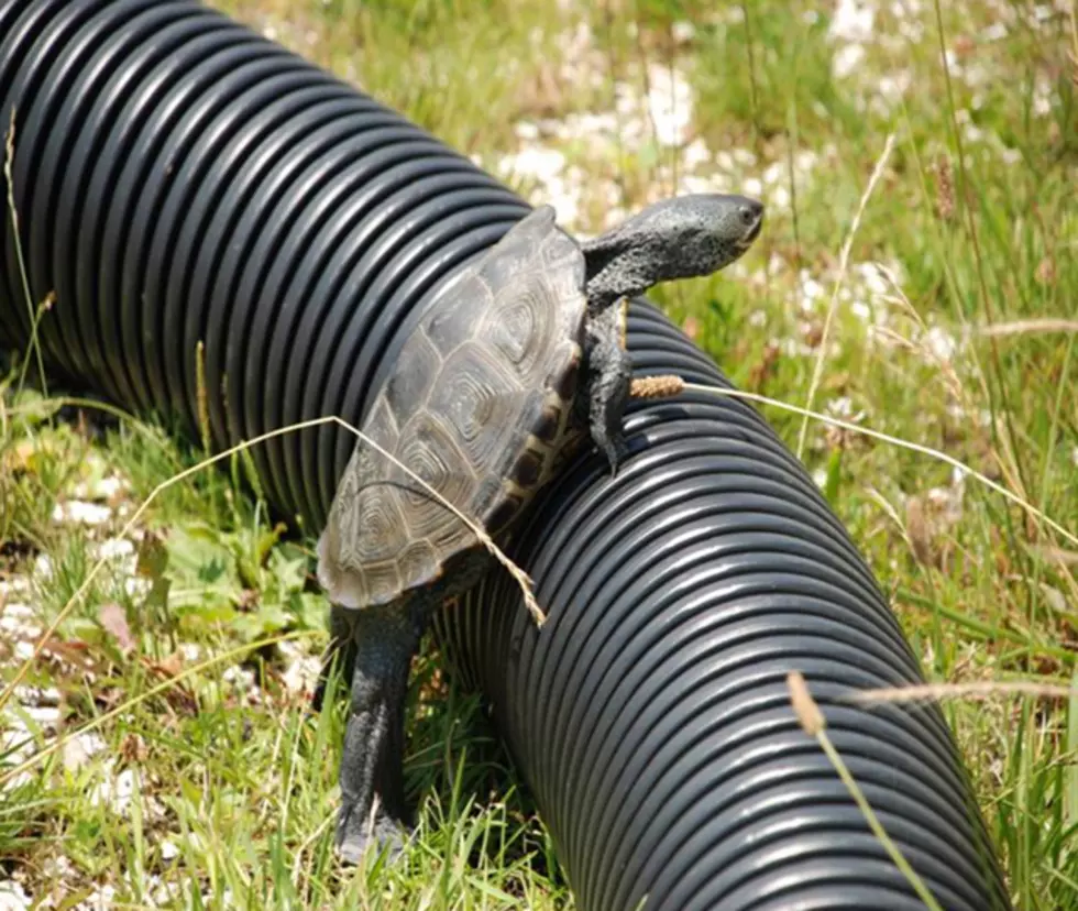 Watch out for that turtle! Drivers are crushing endangered ones in NJ