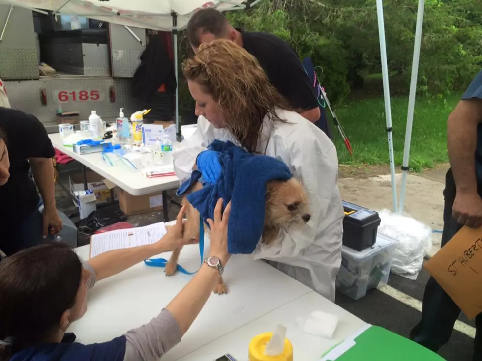 ‘Extreme hoarding situation': 200 sick, pregnant dogs rescued from NJ home