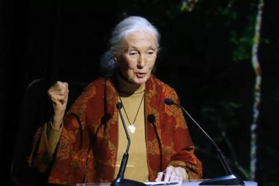 Jane Goodall feels sorry for Cincinnati Zoo director