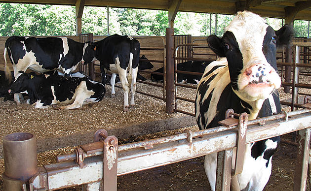 Appeal to delay $50M settlement to Northeast dairy farmers