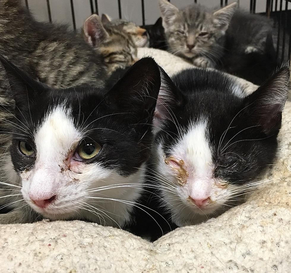 More than 130 cats removed from two NJ homes