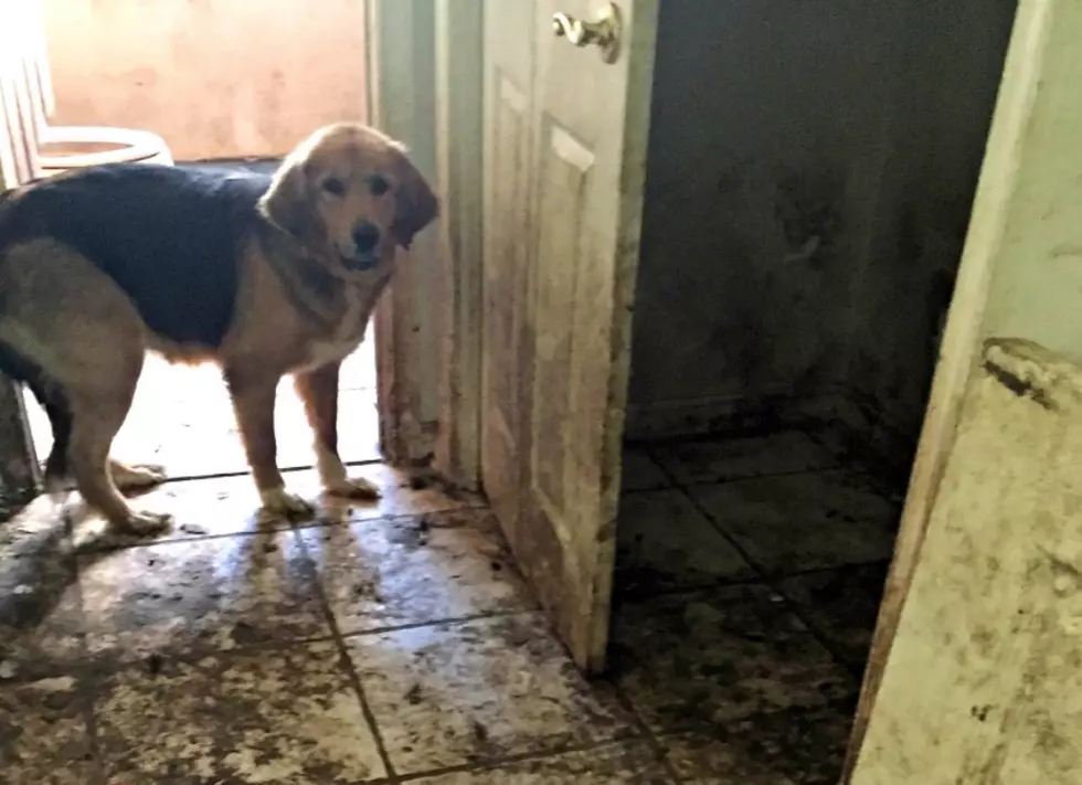 Jackson residents had 2 horrific homes where they hoarded dozens of dogs