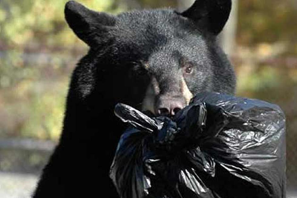 Union Beach police kill black bear