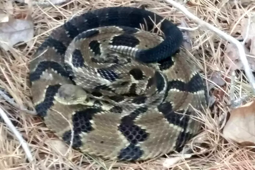 Watch out: Horny, venomous rattlesnakes showing up in Ocean County
