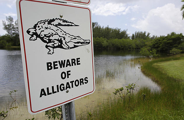 Watch out for wild alligator loose in NJ brook