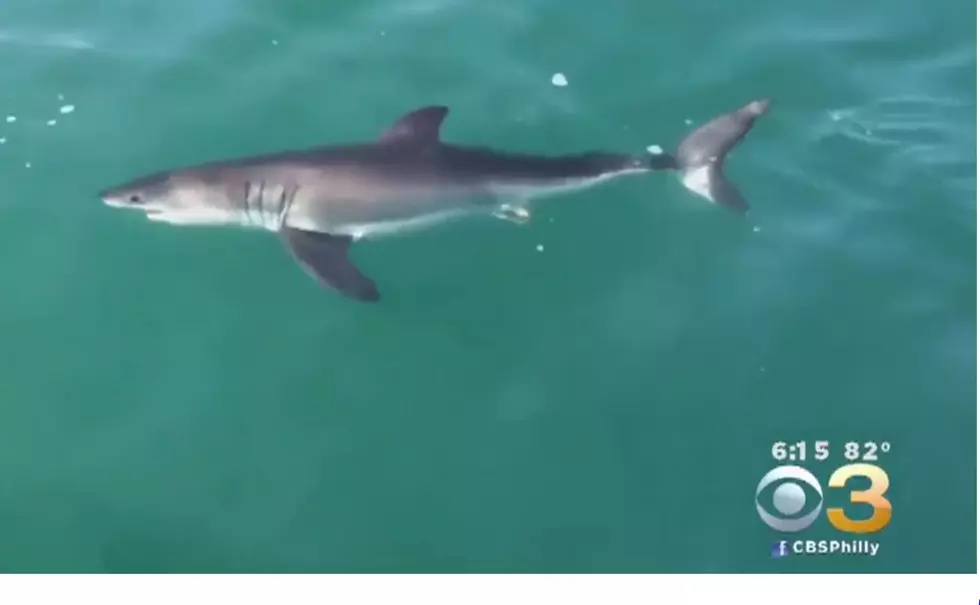 Careful! These sharks have been spotted at the Jersey Shore