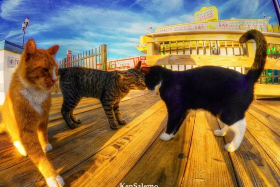 Seaside Heights OKs feral cat law, over fears felines will be put to death