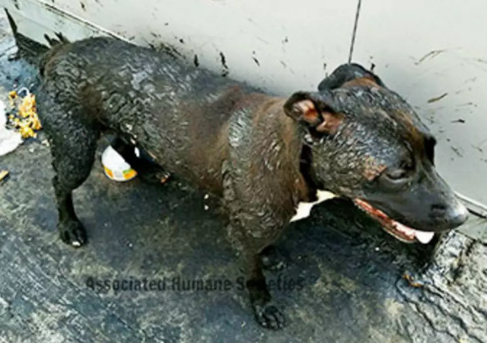 2 dogs burned by ‘bubbling, boiling tar’ on hot rooftop in Newark