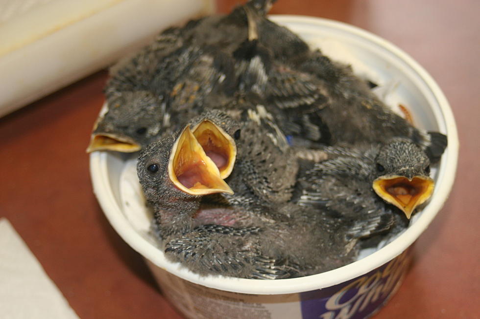 Burned birds recovering after someone threw their houses into firepit