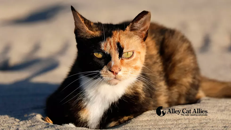 Advocates fear cats will be put to death: Seaside Heights vote tonight