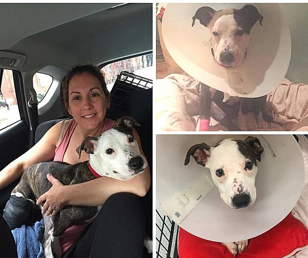Dog punched, locked in bathroom on the road to recovery