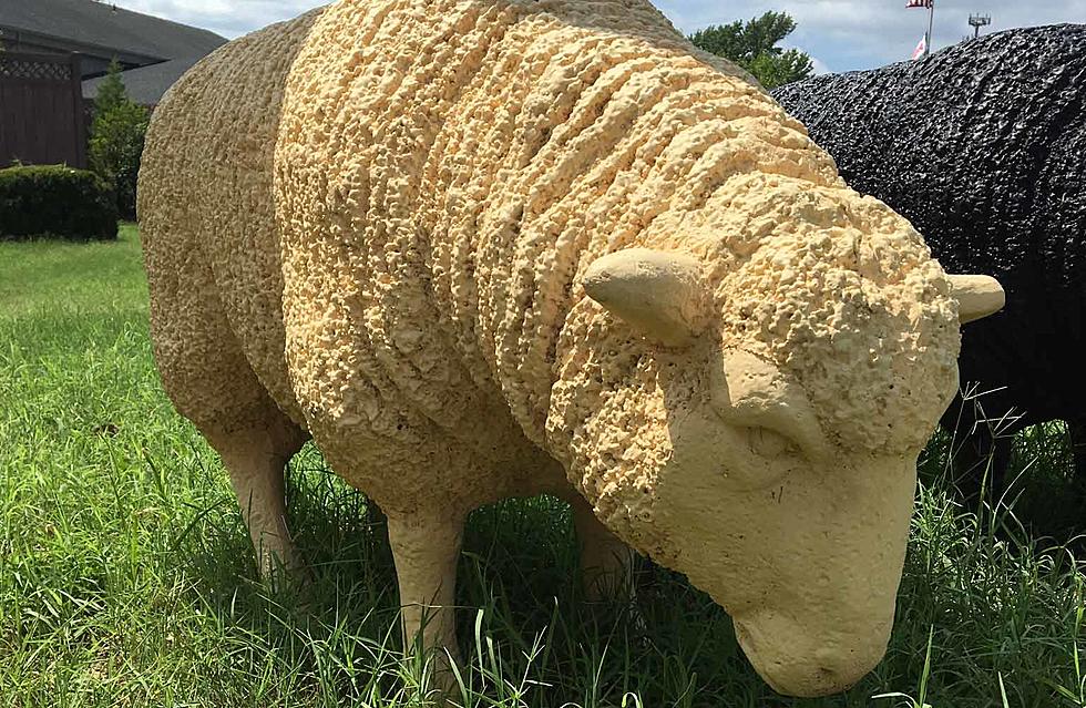 Baaaaad news! 300-pound sheep statue stolen from senior community