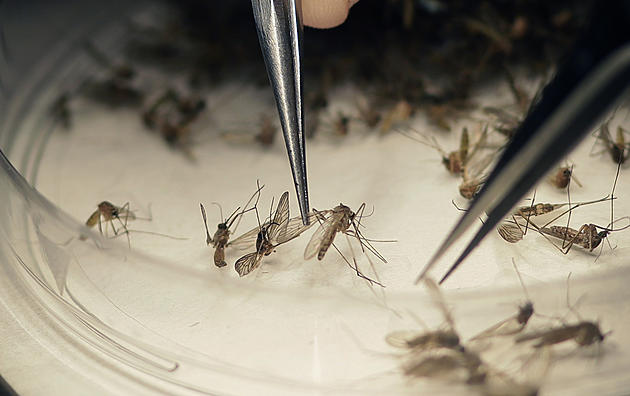 As Zika fears escalate, lawmakers point fingers from afar