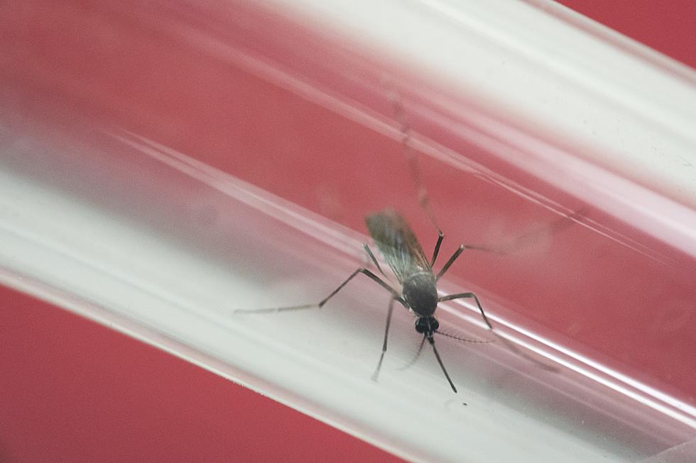 Florida: 5 new Zika cases including 1 in the Tampa Bay area