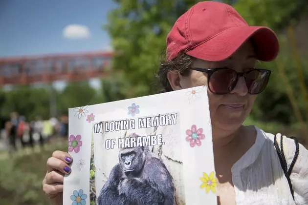 Harambe lives: Killed zoo gorilla gets a second life online