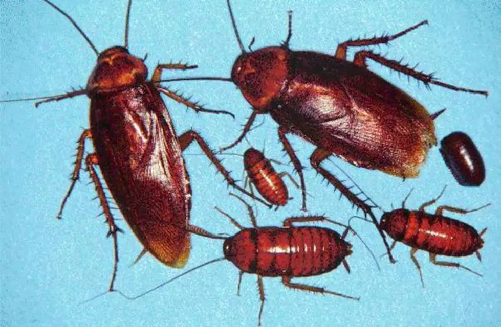 American Cockroaches