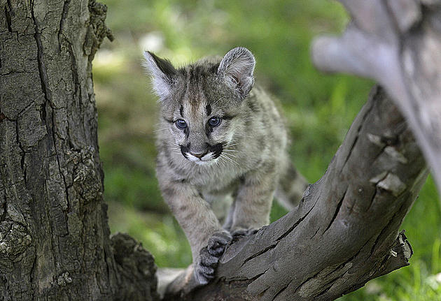 You know why NJ has so many car crashes? Not enough cougars, report says