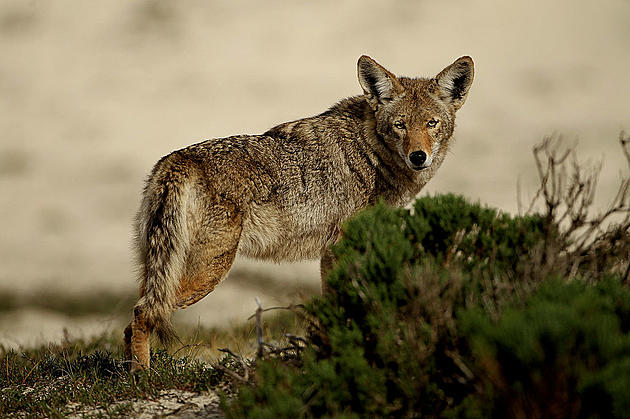 Man attacked by animal in Manchester — possibly a coyote