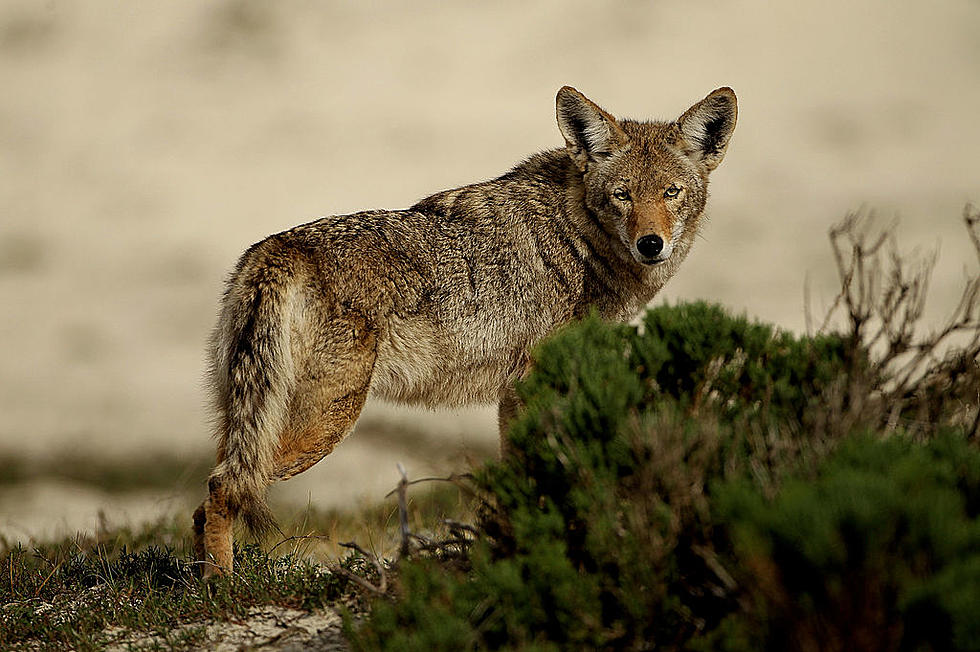 Man attacked by animal in Manchester — possibly a coyote