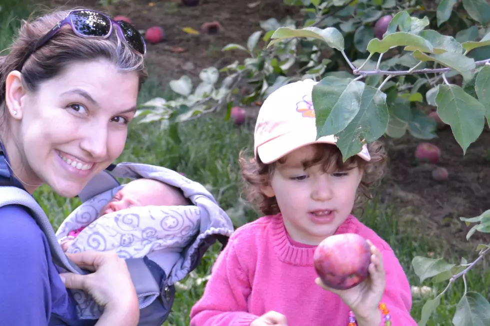Best spots for apple picking in New Jersey this fall