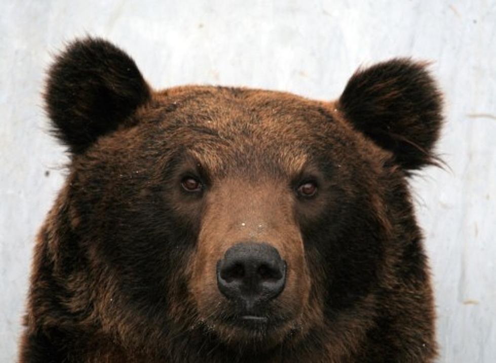 How to survive a NJ bear attack: First, don’t run … Don’t. Run. Ever!
