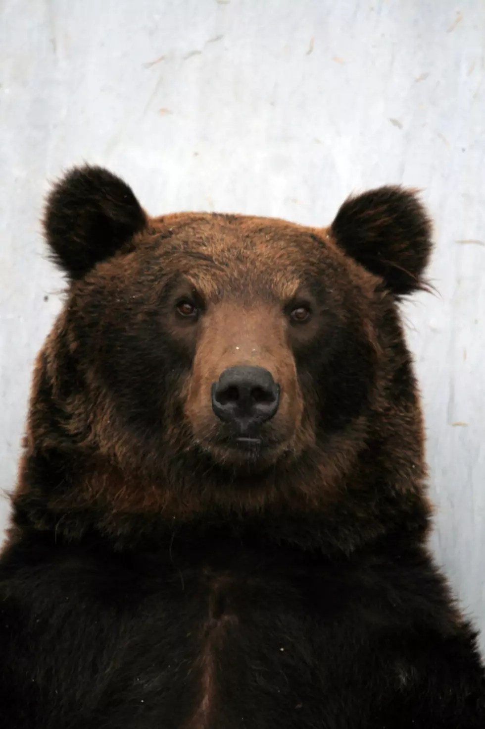 How to survive a NJ bear attack: First, don't run ... Don't. Run. Ever!
