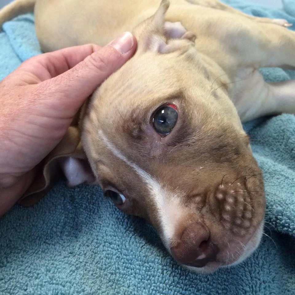 Pit bull gets hypothermia after tied to fence outside shelter
