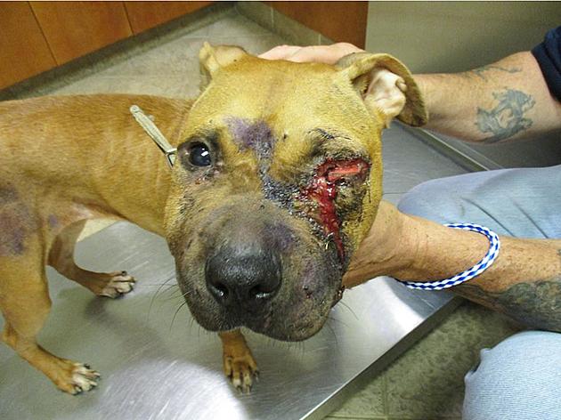 This is the sad, painful face of dog fighting in New Jersey