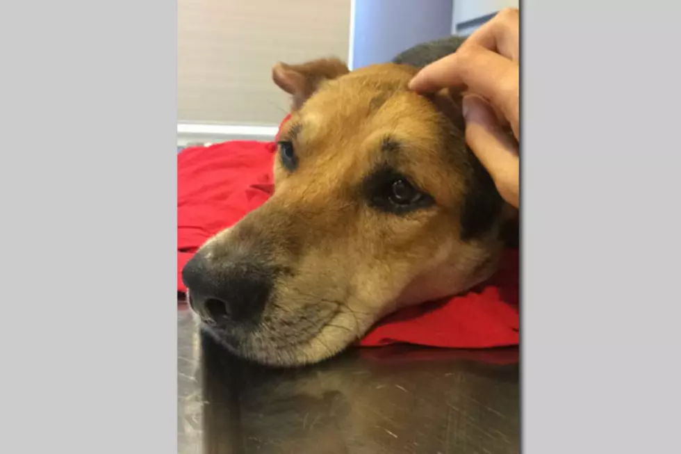 Is this your dog? Pooch hit by NJ Transit train recovering but needs home