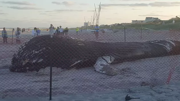 Jersey Shore&#8217;s beached whale got tangled in line before death