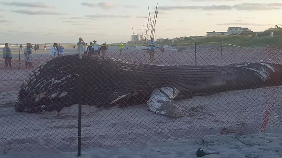 Jersey Shore’s beached whale got tangled in line before death