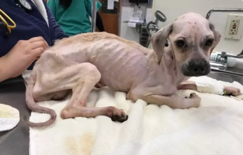 Emaciated dog thrown from moving vehicle, animal shelter says