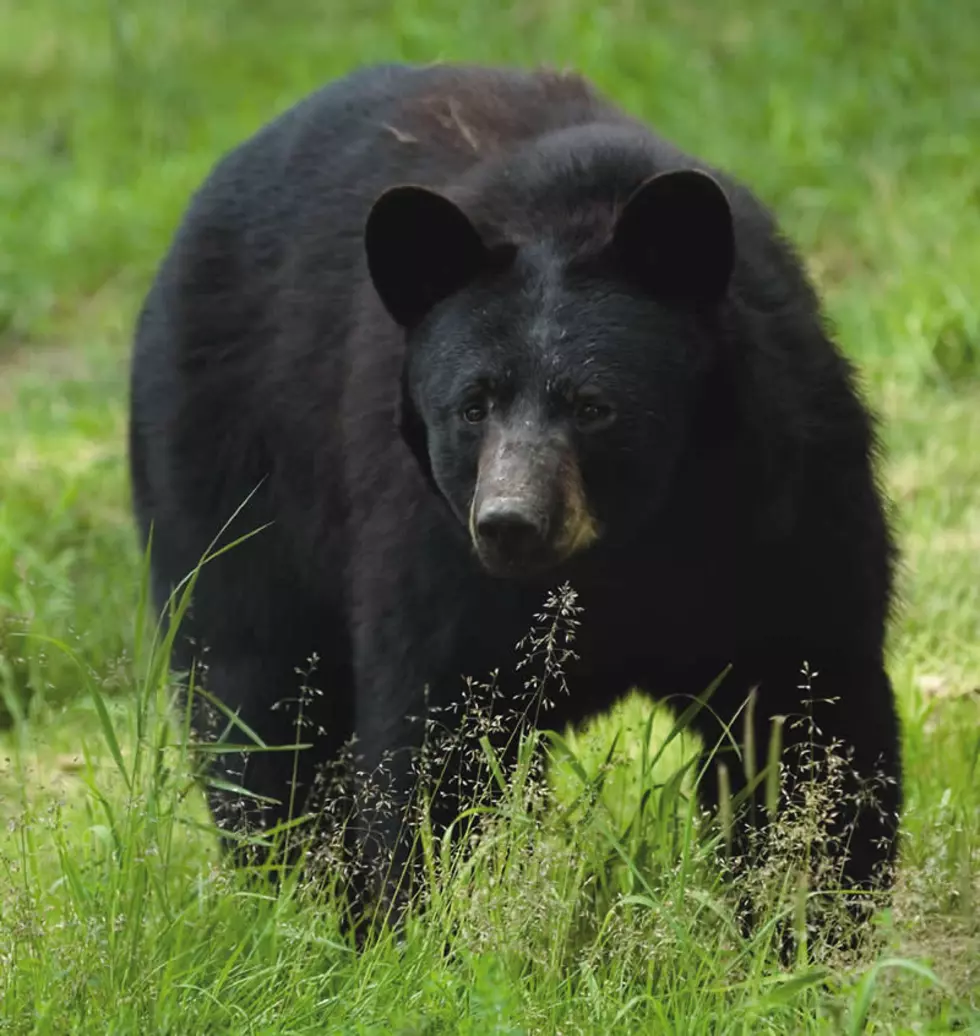 Bear walking on Route 78 causes 5-car pile-up