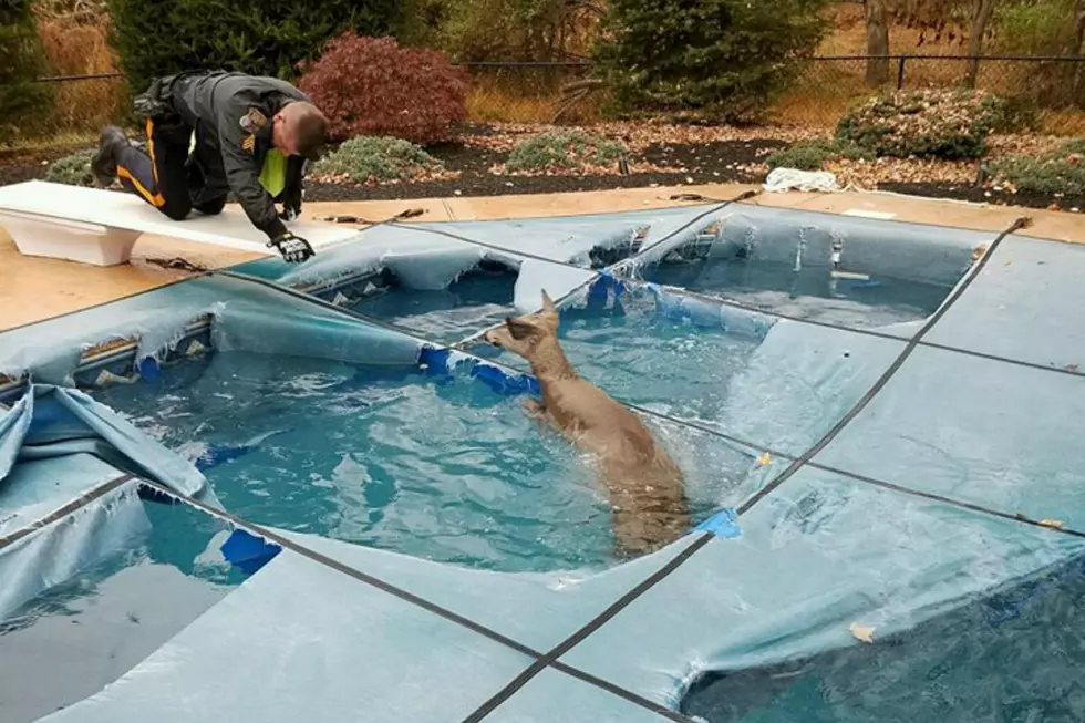 Oh, deer! NJ cops make yet another animal rescue from pool