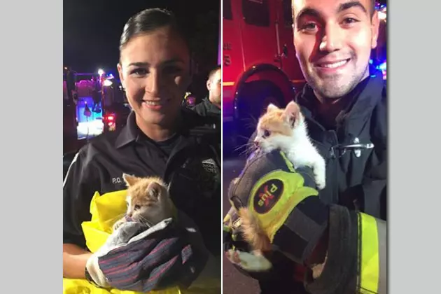 Kitten rescued from drain pipe by NJ firefighters
