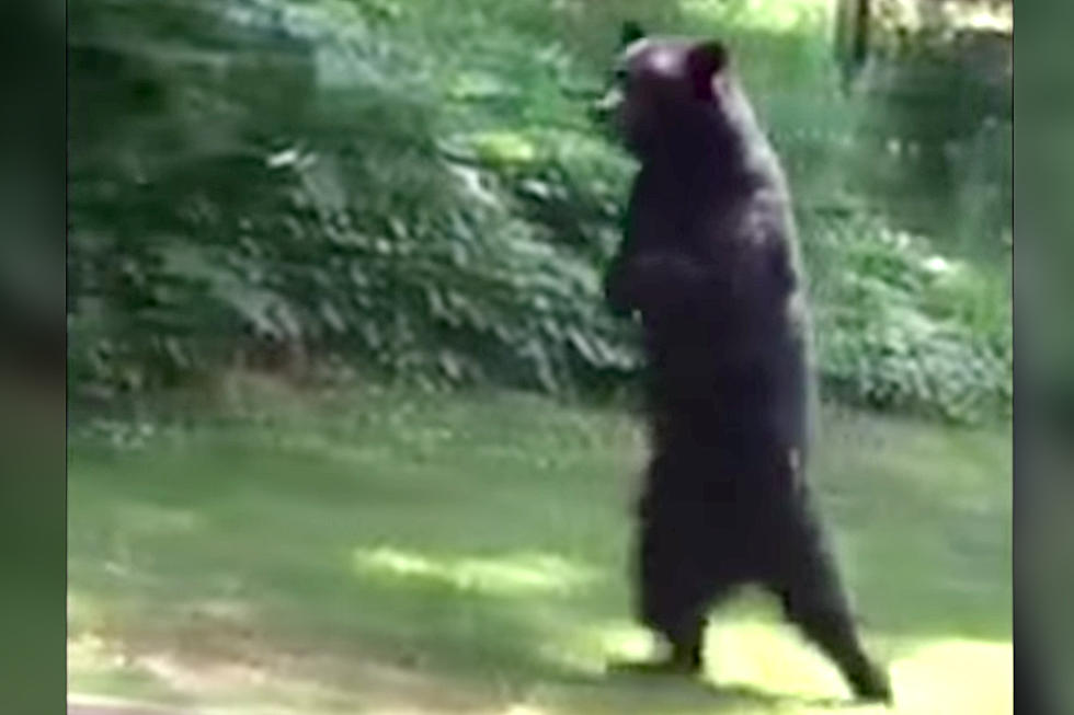 &#8216;Pedals Law&#8217; — Senator wants to end bear hunt after NJ&#8217;s bipedal bruin feared dead