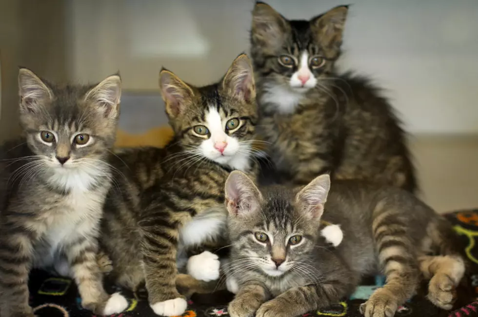 NJ veterinarians oppose making cat declawing illegal