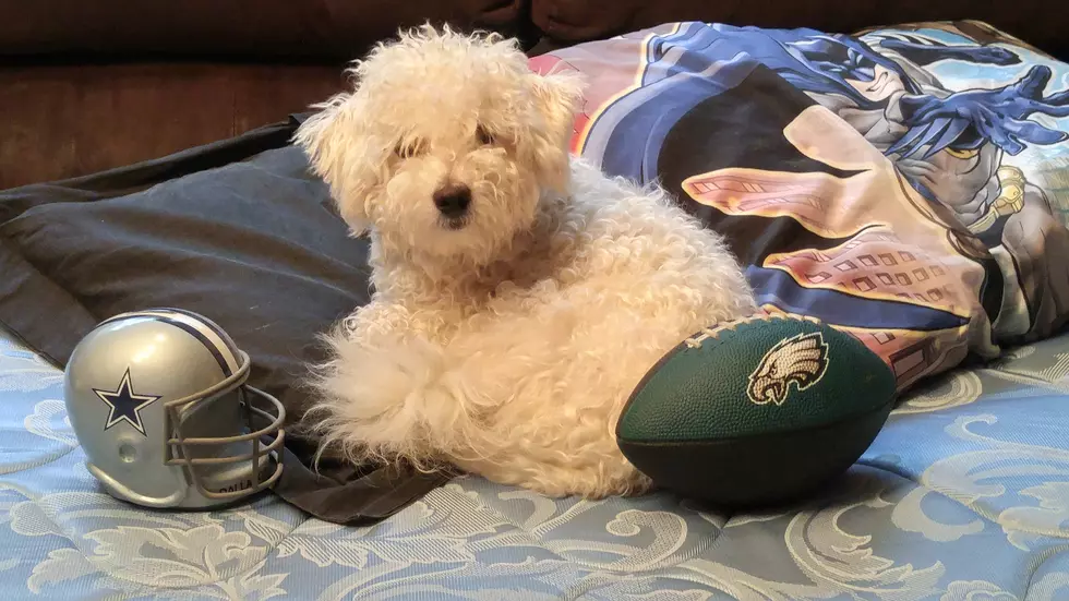 Who will the New York Giants face in the playoffs? Fluffy knows!